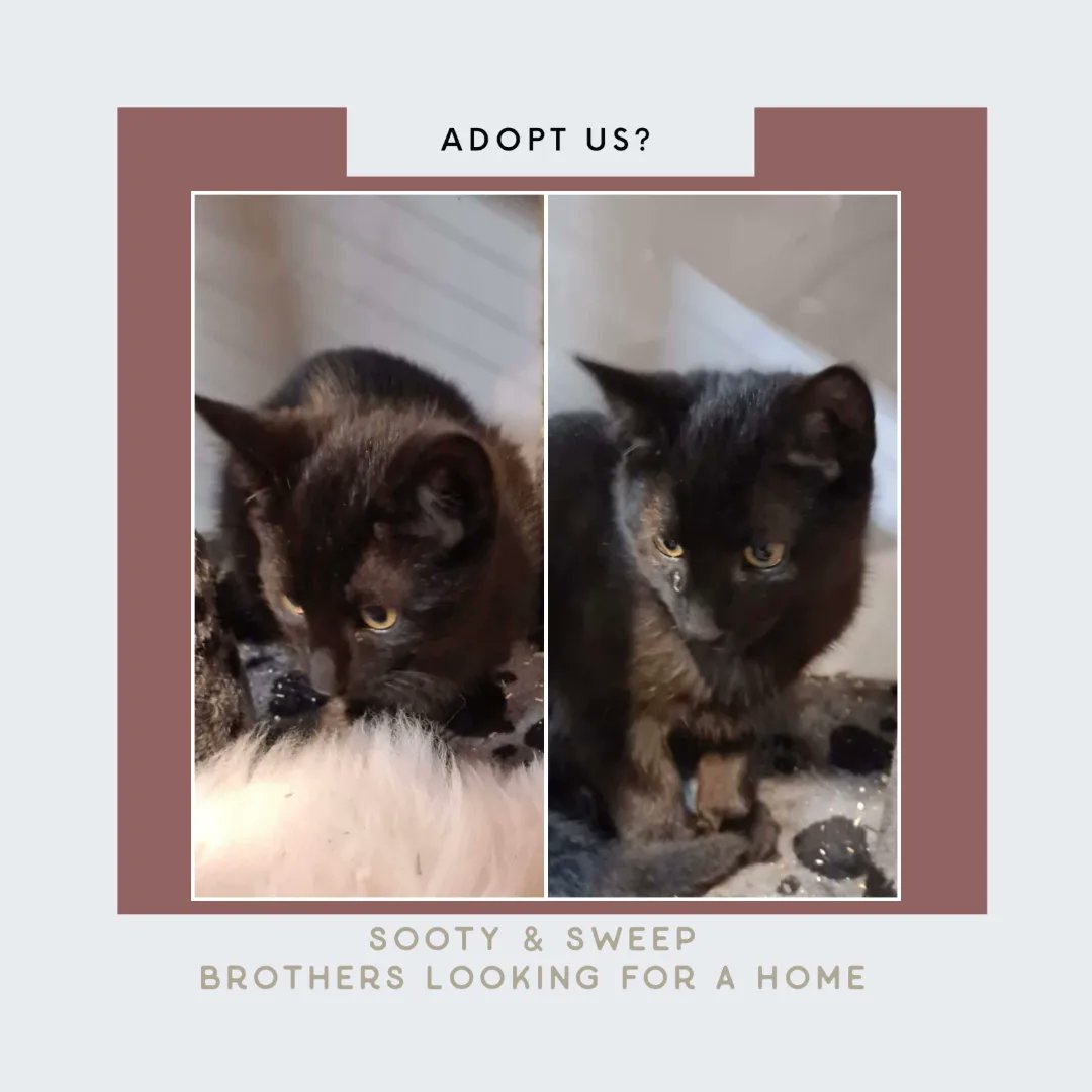 Sooty and Sweep a cute brother sister combo. To be homed as a pair. #BlackCatsRock #blackcats