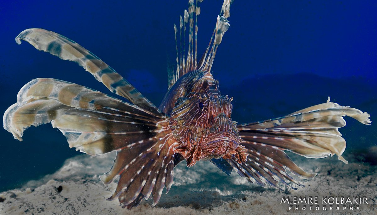 barakudadiving's tweet photo. Kaş Sualtı tüm büyüsü ile sizleri bekliyor 🤗 https://t.co/v9C71dyBU6