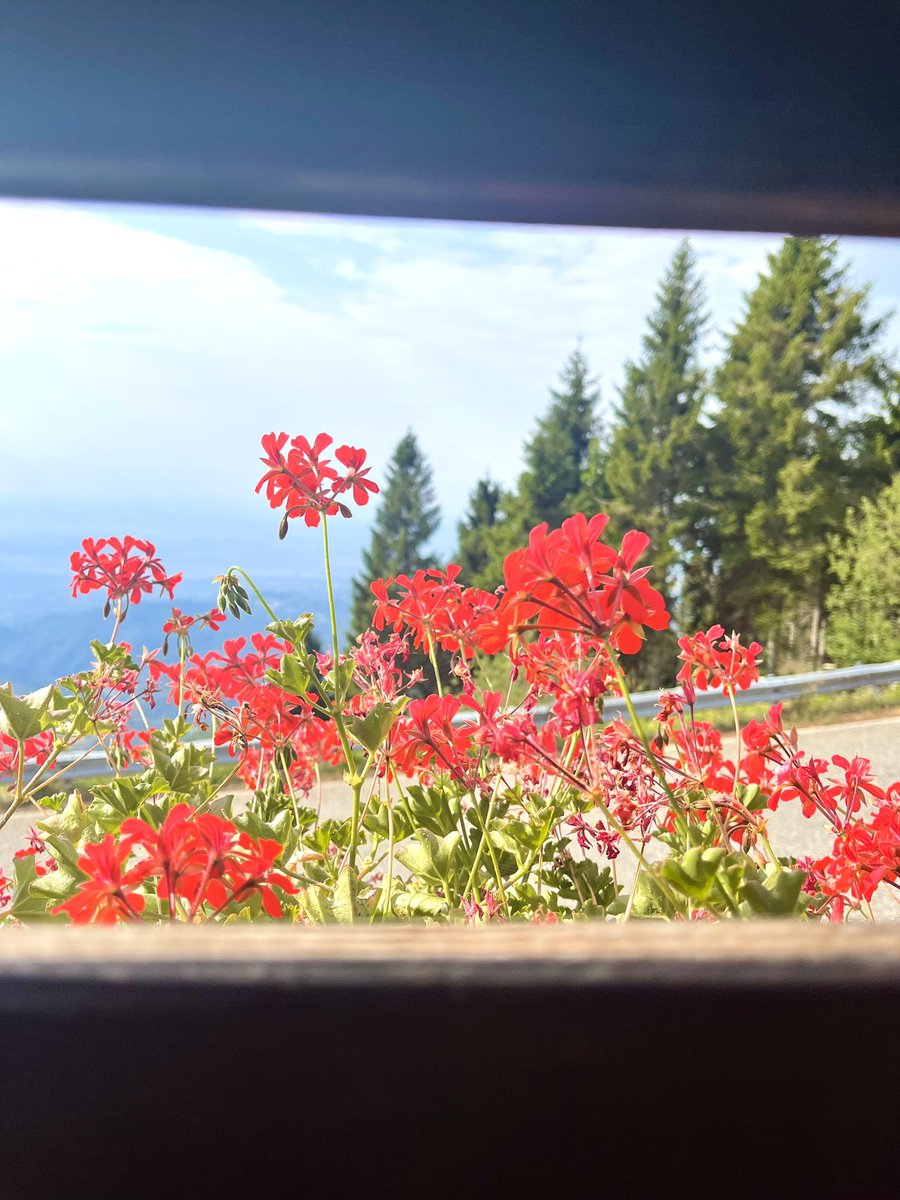 GallozziMrita's tweet photo. La Bellezza è la moneta della Natura….non bisogna accumularla, ma farla circolare….ed è quello che stiamo facendo oggi con Anna Zegna, con cui stiamo “sperimentando” la tecnica del Forest Bathing nella sua Oasi #oasizegna #fsc #forestbathing #bielmonte #trivero #piemonte https://t.co/W0mXuUyiFP
