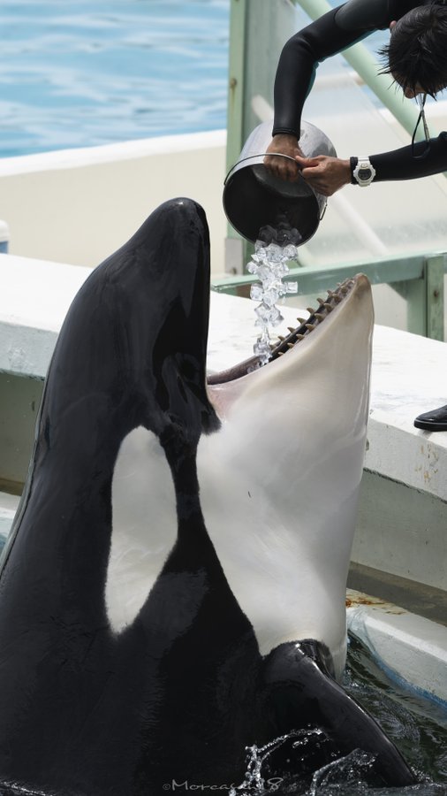 シャチが大きなお口でかわいく あ ん 豪快に氷を一気食いする姿に 国内外の海獣好きから注目が集まる ねとらぼ