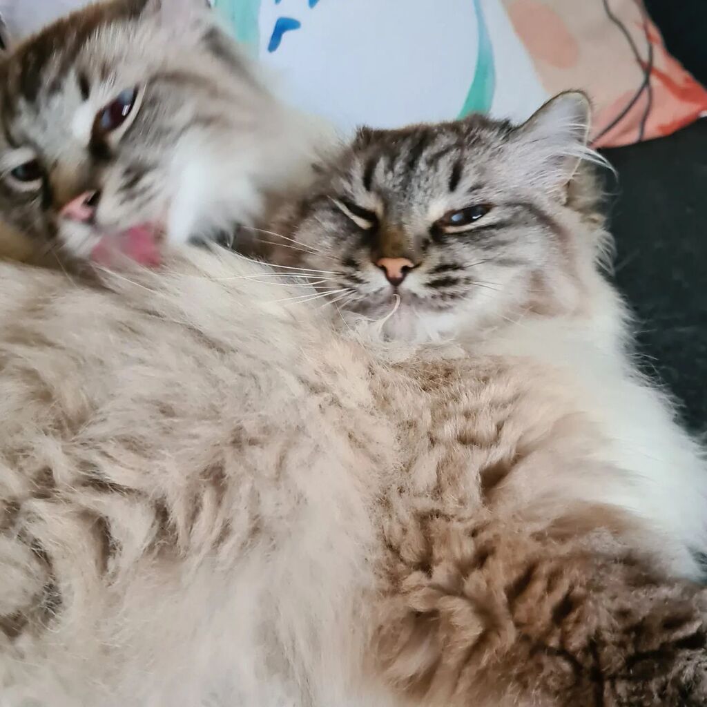 NuggetKiwi's tweet photo. Action shot 😹 #cats #catsoftwitter #ragdolls #cute https://t.co/a49khq3FcT https://t.co/Z90xPz9Led