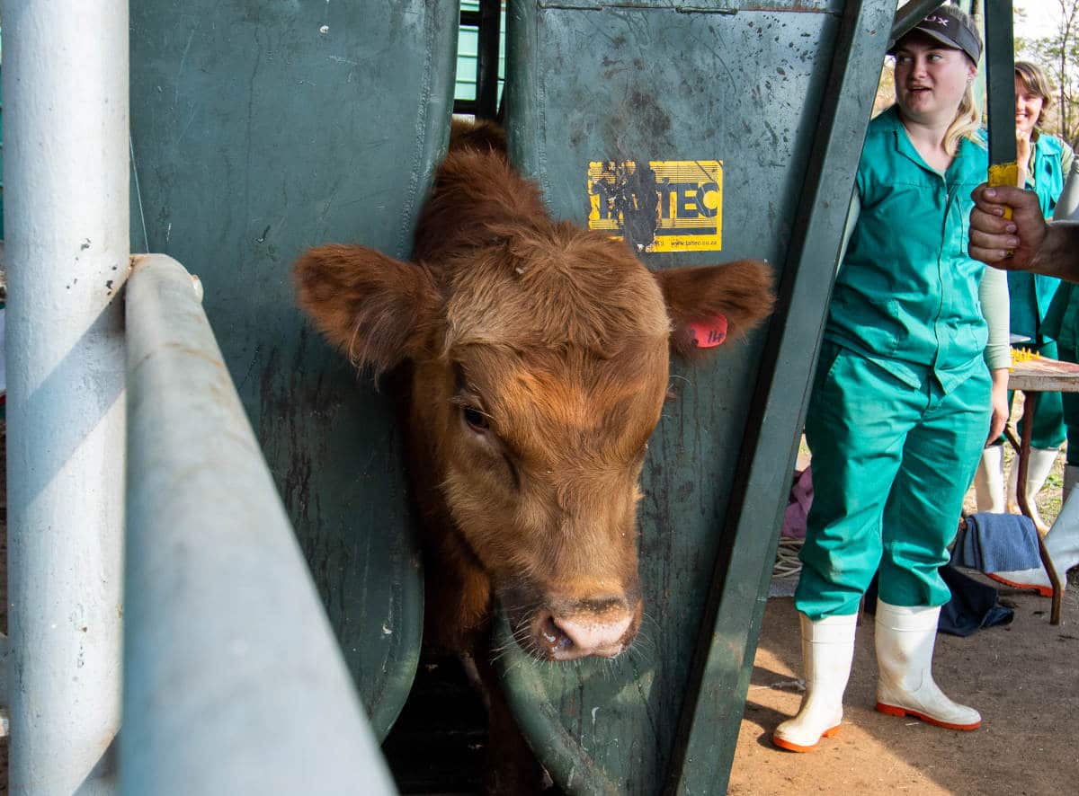 Stockfarmmag's tweet photo. Processing of cattle in a feedlot assists in boosting immunity and keeping track of each animal’s progress. Read more: https://t.co/u5ULW2PFZu.

@SantamInsurance @ObaroGroup @FNBSA @VleissentraalBs #taltec #agrigauteng #SISlivestockgroup #ENS @Elanco #octavoscene #GMPBasic https://t.co/N5QOtAcNB4