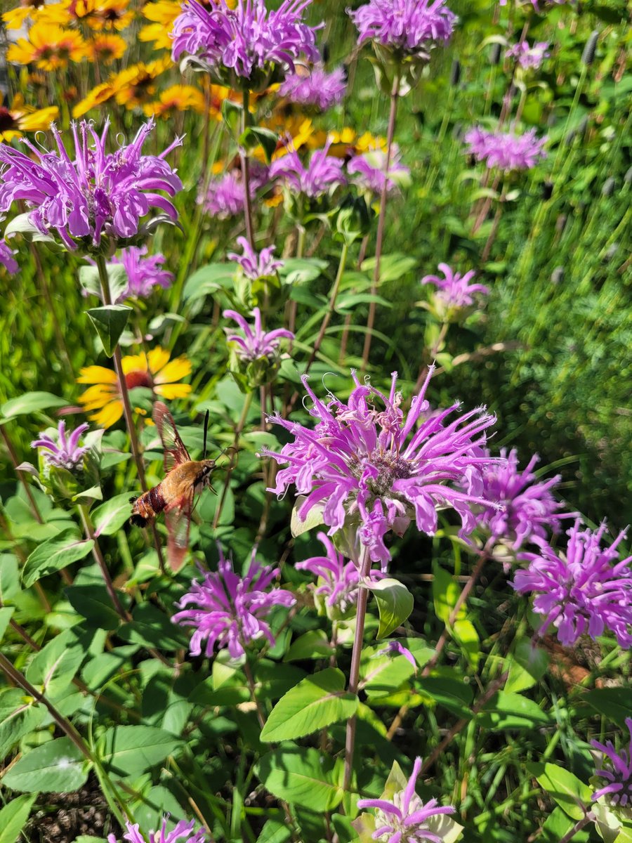 nklas's tweet photo. Things that show up in my prairie garden. #clearwingmoth #bergamot #bumblebees #hummingbirds #leafcutterbees https://t.co/n8DCTwOdqp