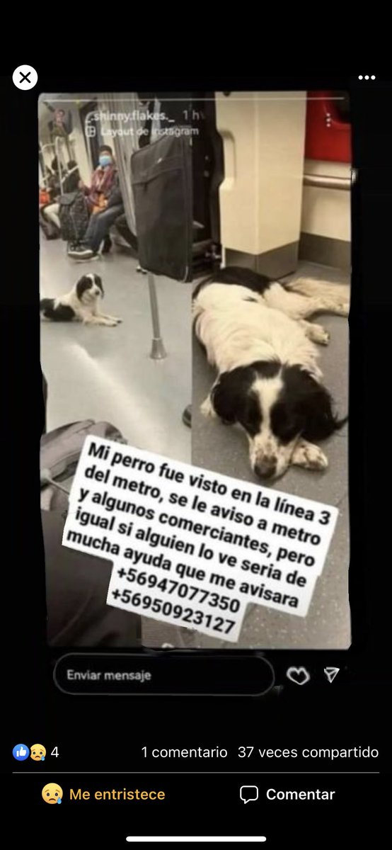 SE BUSCA. Más de 1 mes lo buscan. Fue visto en Conchalí, en línea 3 metro. Porfa si lo ven retener, grcs 56947077350 <a href="/callejeritosDLV/">CallejeritosDeLaVega</a> <a href="/PerrosPlazaHuem/">Perras Tuiteras🐾 Barrio Franklin 🇨🇱🐶🐱</a> <a href="/AnimalParaiso/">AnimalParaíso</a> <a href="/carolinapinoc/">Caro 🌲 C.</a> <a href="/CarolinaDiAz_/">.</a> <a href="/Salvandopatit4s/">Salvando Patitas Chile 🇨🇱</a>