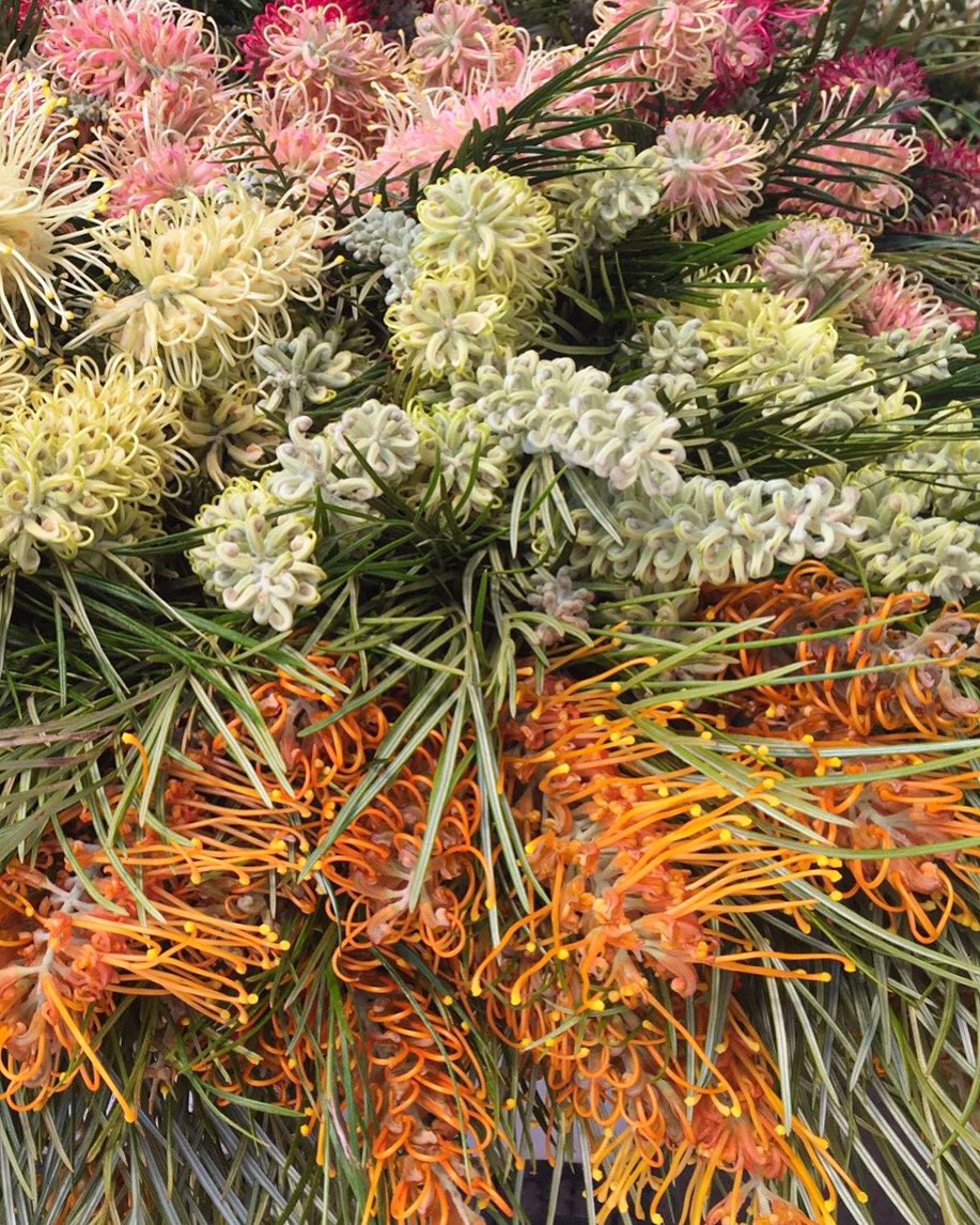 DianaR_Resendiz's tweet photo. You’re gonna to need one in every color 🍃🧡🍡💛🍃
#protea #grevillea #spiderman #bushlollies #inspiredbyflowers #botanicals #popofcolor #textureobsession #cagrown https://t.co/Acd3bneggJ