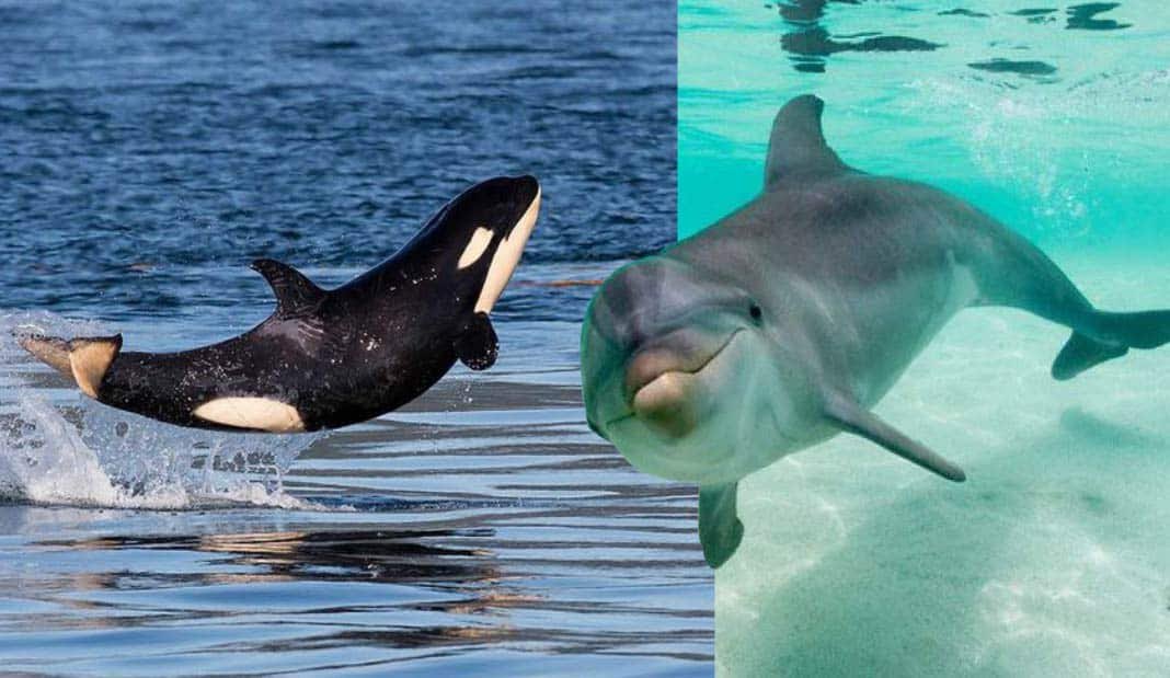 biotankers's tweet photo. #DiaMundialdelasBallenasylosDelfines Desde BIOtank invitamos a conservar la vida MARINA, ayudemos a conservar a las #BALLENAS 🐋 y a los #DELFINES 🐬 https://t.co/GSerBg4yDH