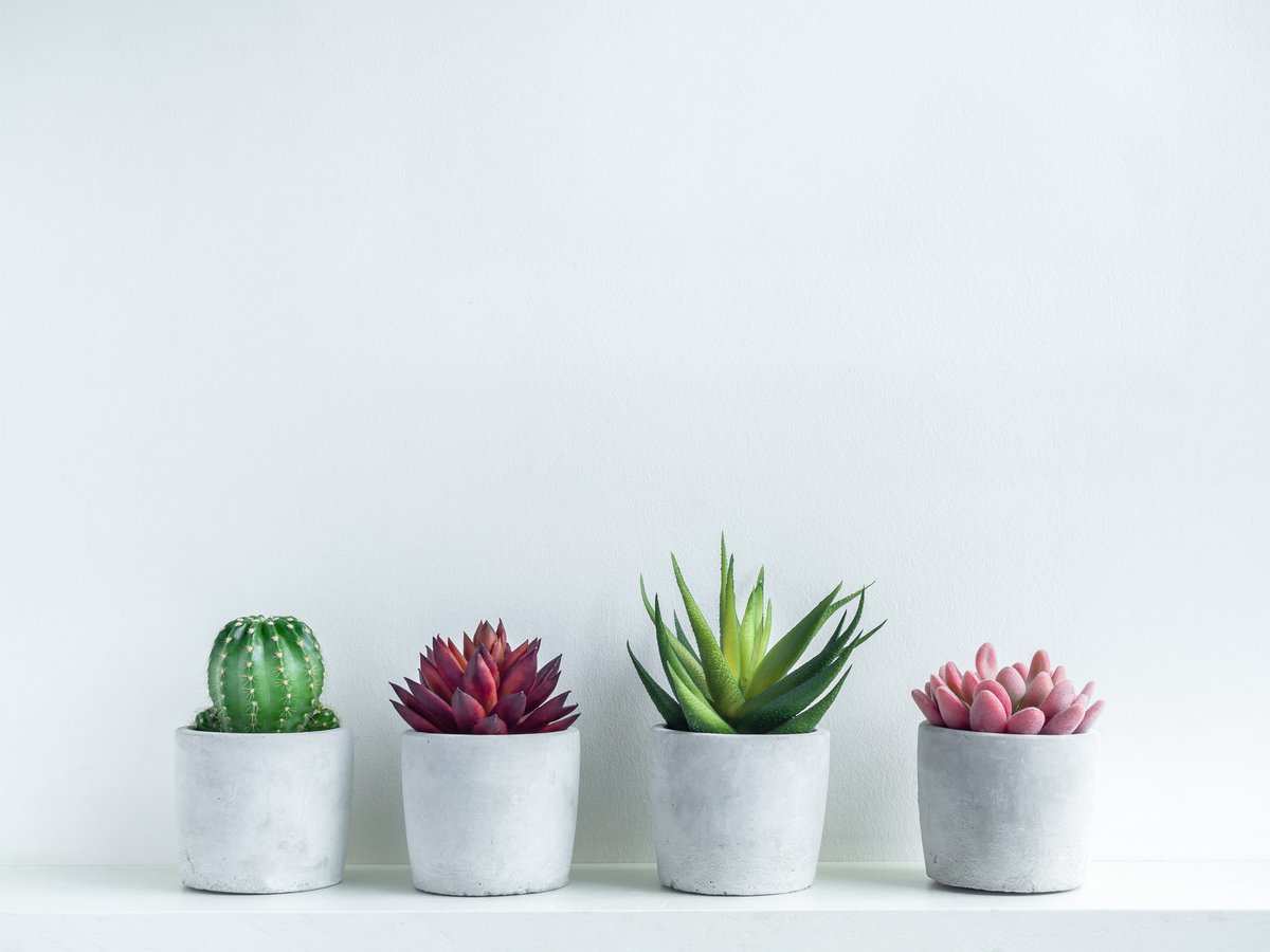 TODAY (Saturday, Juy 23) at 2 P.M.!

Learn about how to be a successful plant parent to cactus and succulents at Cozby Library and Community Commons during this Friends of the Coppell Public Library sponsored event!

facebook.com/events/4838513…