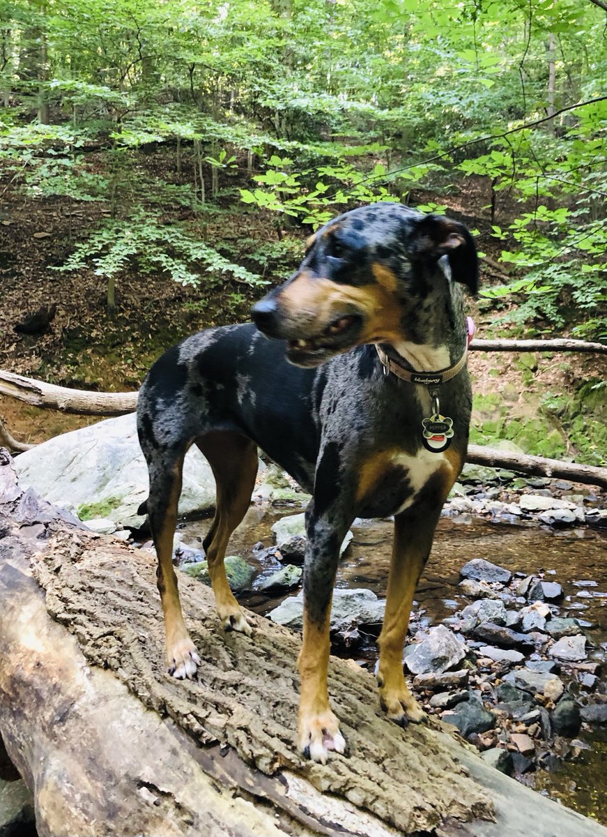 supercatahoulas's tweet photo. Just enjoying a Saturday morning walk in the woods with our pet Catahoula mountain goat. Yes, they can climb trees�� #catahoula #leoparddog https://t.co/W7TpezBsAJ