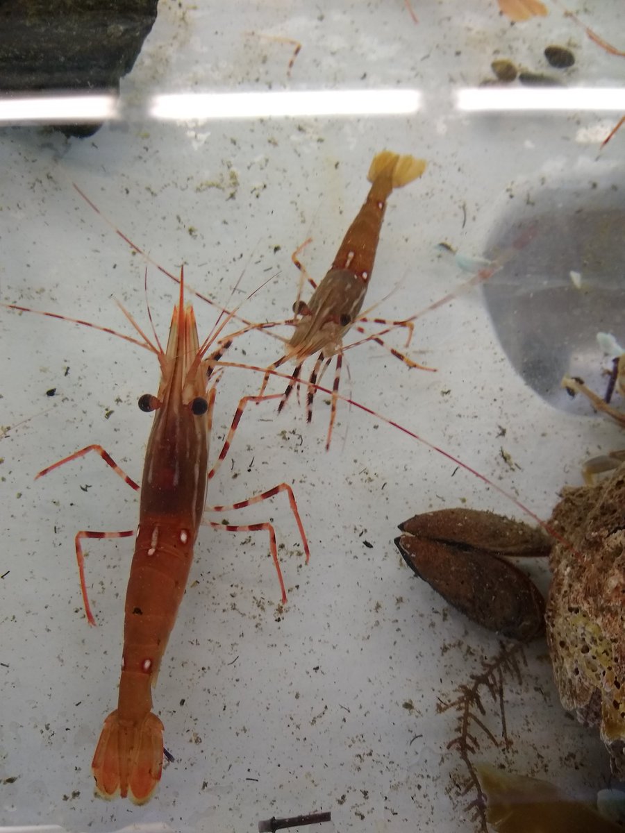 Fulfilling a decade long dream of studying at @MarineBiol_FHL! I'm one week into a #MarineDisease #ecology course, learning lots and soaking up as much of this place as possible.