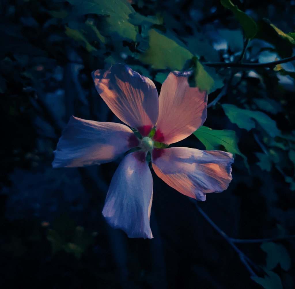 The past 2 years have been a lot. I now own my own place. I'm no longer drowning. I'm #stronger. It's serene, safe, not filled with painful memories. Finally out of limbo, ready to step up &amp; stand out. #thriving #nomoreabuse #psychologicalabuse &amp; #emotionalabuse are still abuse.