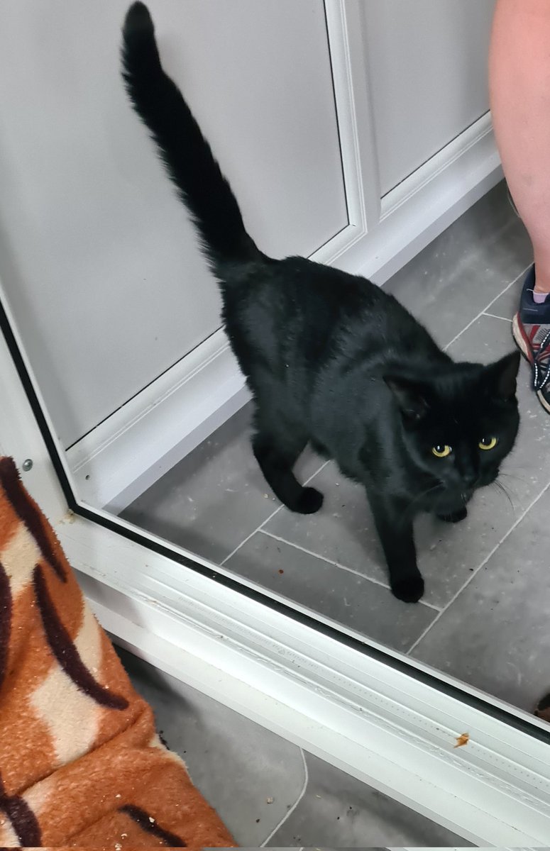 Please welcome mum Inka and her 6 little babies, gorgeous, gorgeous tiny little panfurs!
We will be looking for homes for them soon, so if you would like one or two or more, please get in touch!
#Caturday #Yorkshire #adoptdontshop