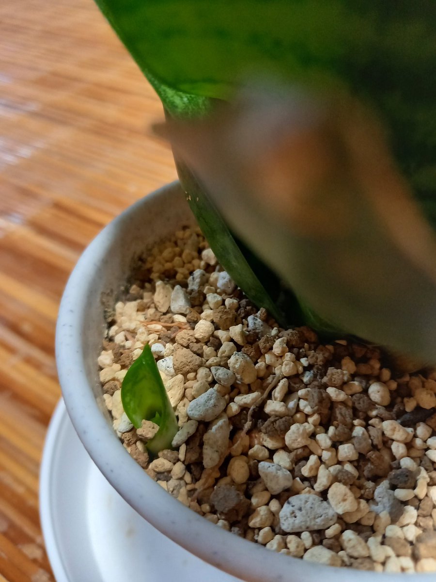 実家に持ってった鉢から子株がにょっきり。 #サンセベリア #サンスベリア