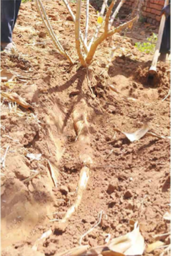 dynapharmugand1's tweet photo. 📌Let's save our country from hunger and famine by accelerating the growth and productivity as well as extend the productive period of plants.
📌Harvest more quality and quantity with D.I Grow.
#DIGrow #Farmers #food #agriculture #increseproductivity #organicfoliarfertilizer https://t.co/wkSxqLWBIo