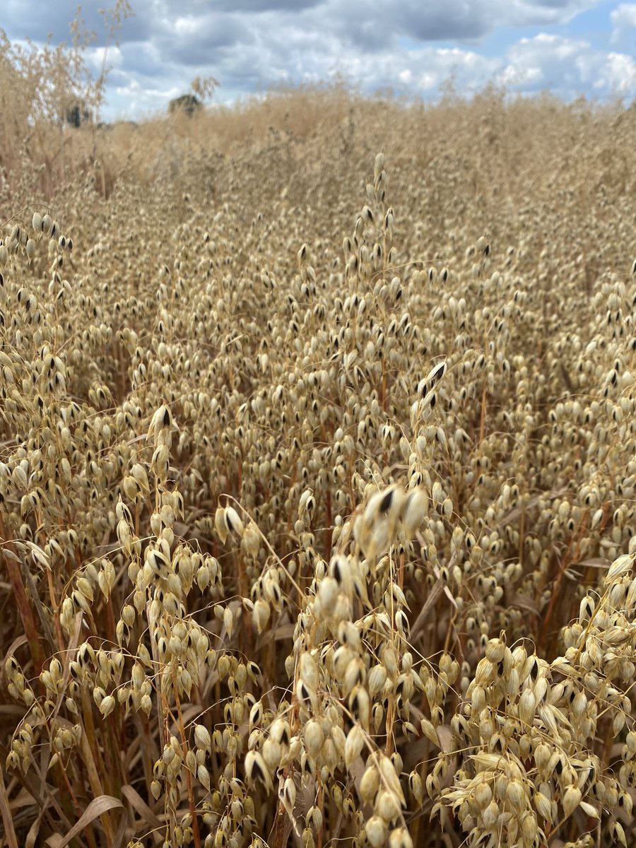 2 black heritage oat accessions in Healthy oat winter trials as part of <a href="/OatsHealthy/">Healthy Oats</a> trials at <a href="/ucdlyonsfarm/">UCD Lyons Farm</a>. Lovely contrast at this time of year