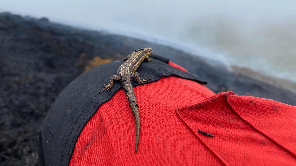 A lucky escape for this little fella this week when firefighters found him trying to escape the fire - but where does he go? Vast areas of his natural habitat destroyed due to the careless use of a bbq! #BeMoorAware #PackAPicnic not a BBQ