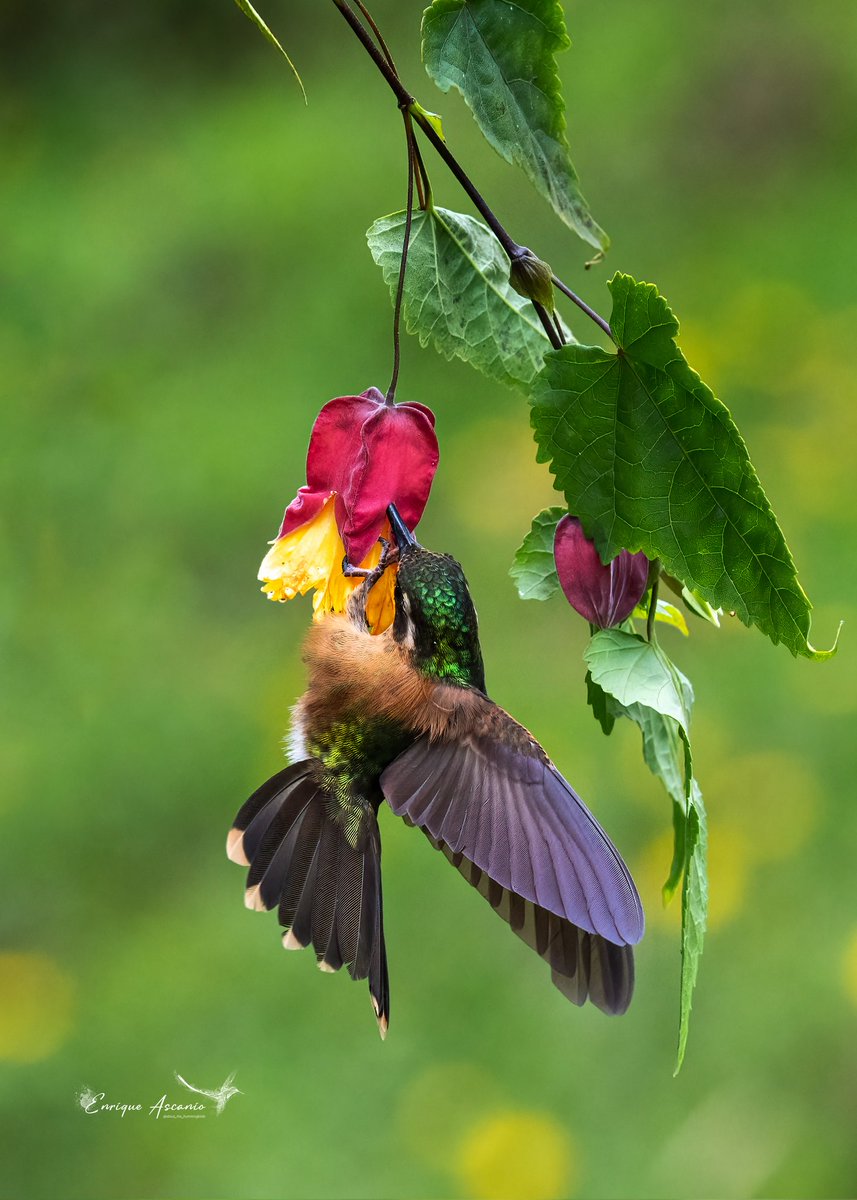 AHummingbirds's tweet image. Momentos mágicos.
Colibri jaspeado.
The speckled hummingbird (Adelomyia melanogenys)