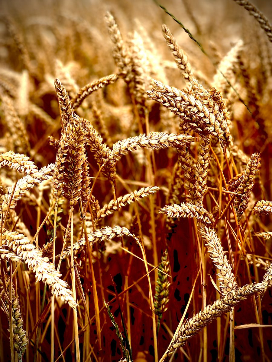 Lincolnshire is looking good today😎🤩