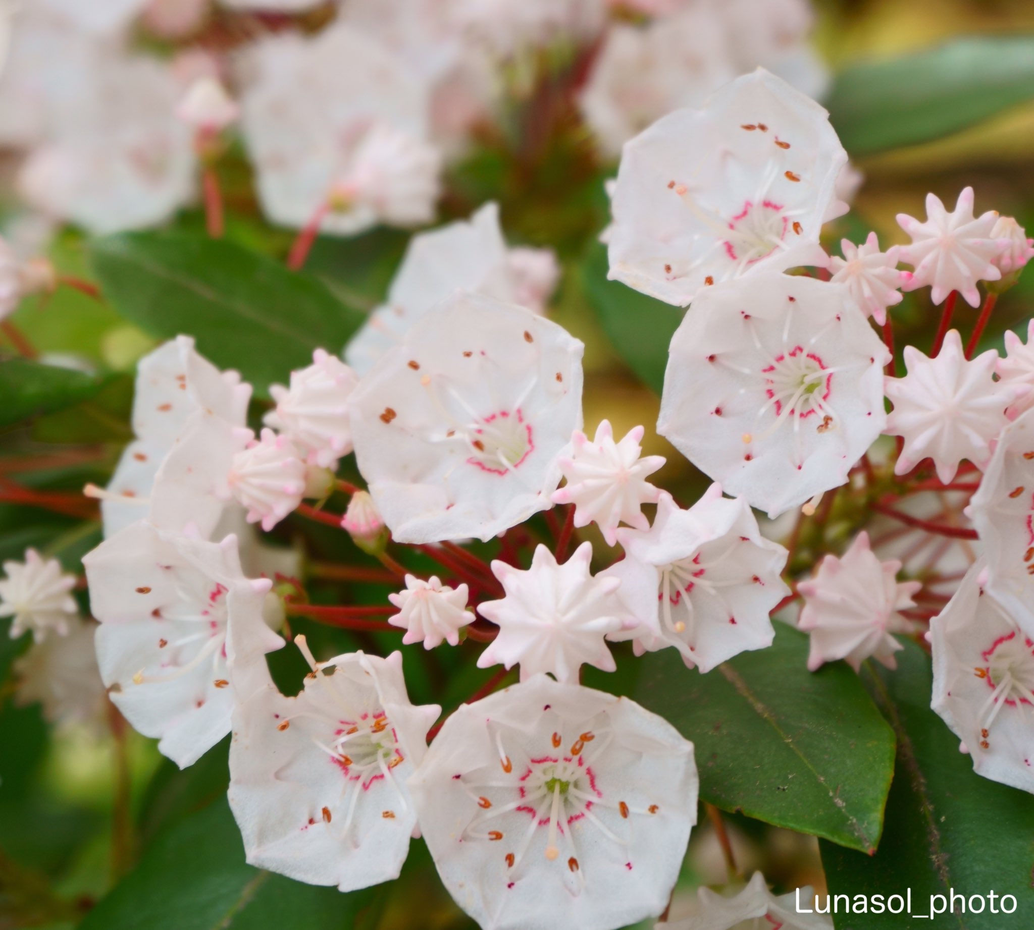 カルミア Twitter Search Twitter