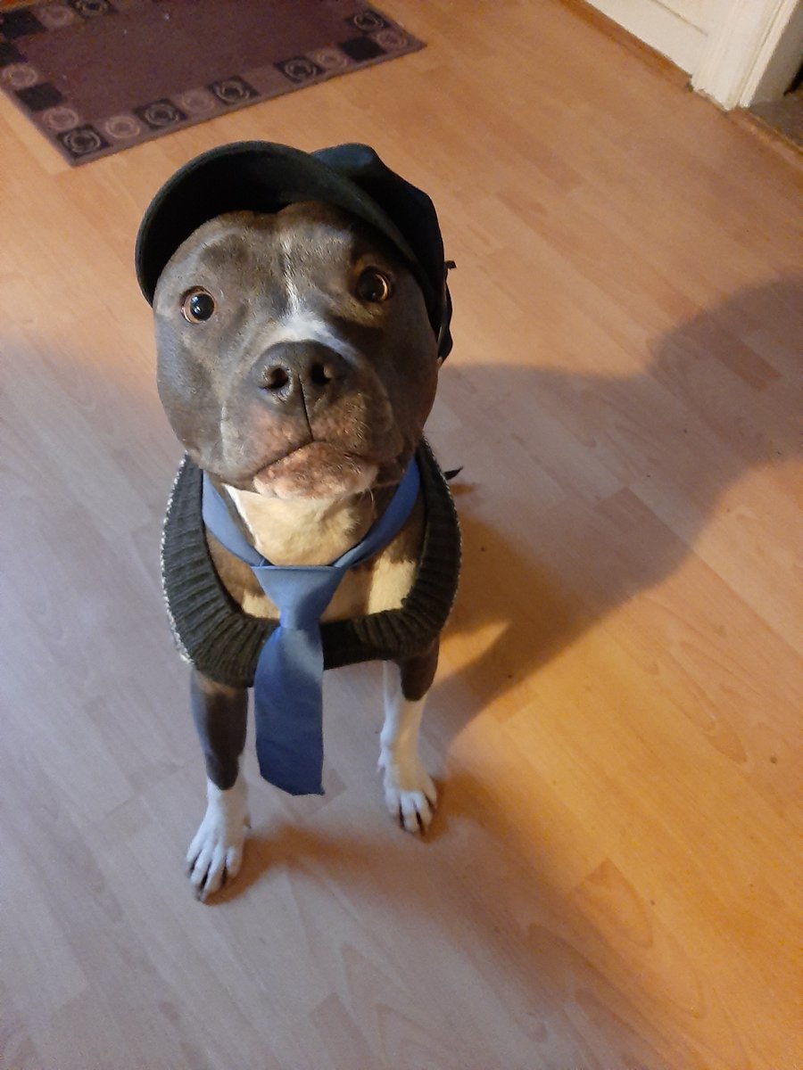 Cpt Culprit The Pitbull tweet media