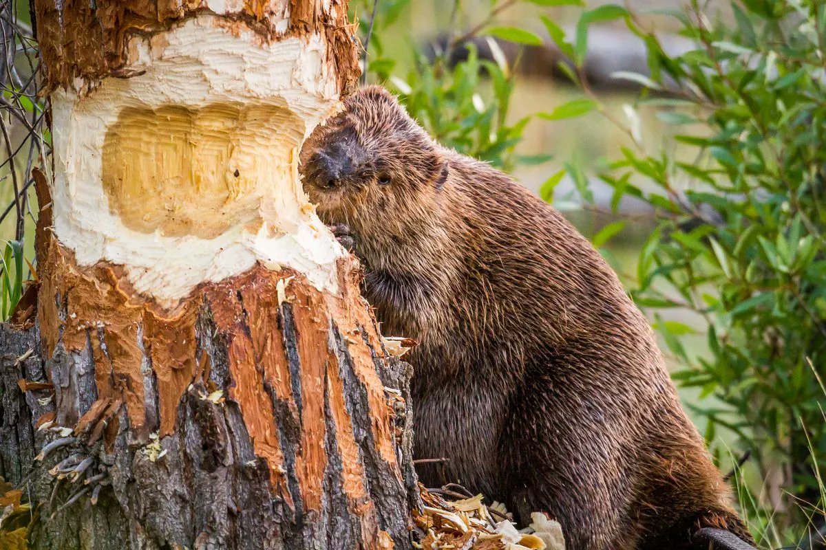 Boris Rasonja on Twitter: "Beavers are heat wave heroes https://t.co/j...