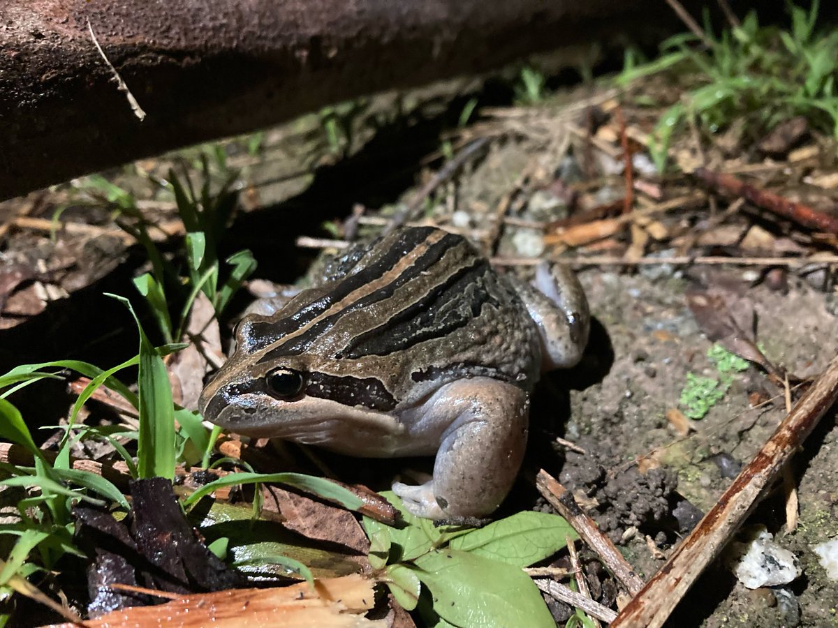 chsjones's tweet photo. Away for a much needed tree-scape with @freyamthomas and we found some frogs, possibly a little Eastern Common Froglet and huge Striped Marsh Frog? Bunyip, VIC. @HeardGW @louisekdurkin https://t.co/eZLqnD6whC