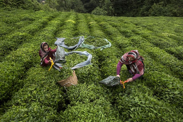 Gm fam.. have a lovely weekend 🌷
A beautiful piece by <a href="/aygulharmanci/">Aygül Harmancı ᴺᶠᵀ</a> ❤️❤️