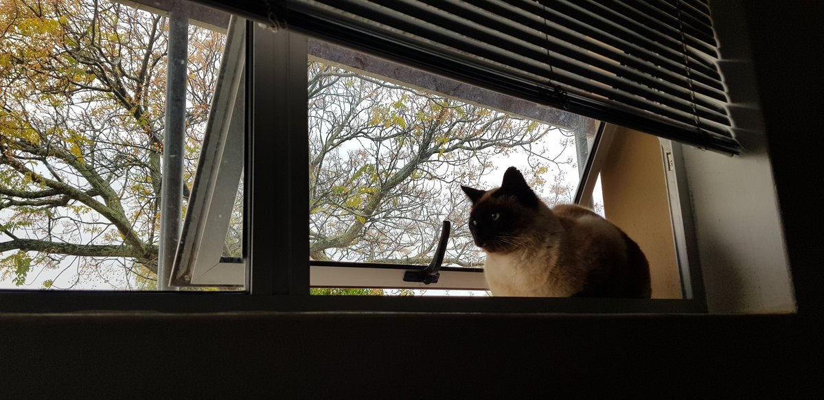 Isabel53813257's tweet photo. Happy Caturday! Too cold to go outside... #Caturday #cats https://t.co/GBgIlmd3Pm