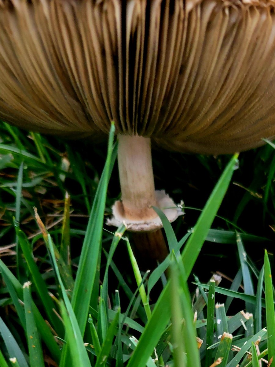 greggilliscom's tweet image. #Begin: Progress on my #comicbookscript has been minimal, the #deadline of next Saturday grows closer, my decisions right now will determine #failure or #success.