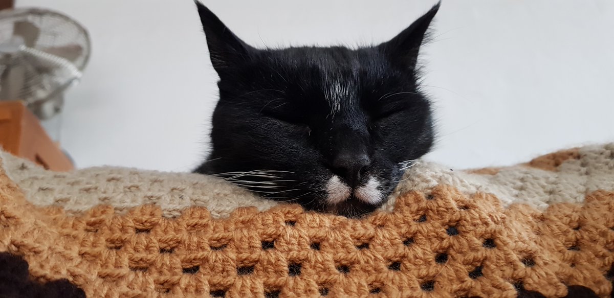 Isabel53813257's tweet photo. #Caturday sleeping in... too cold outside... greetings from the southern hemisphere... #cats https://t.co/MuK4EkOdAz