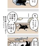 終始可愛さに溢れてる!愛猫と一緒に引越しをしたときのエピソード!