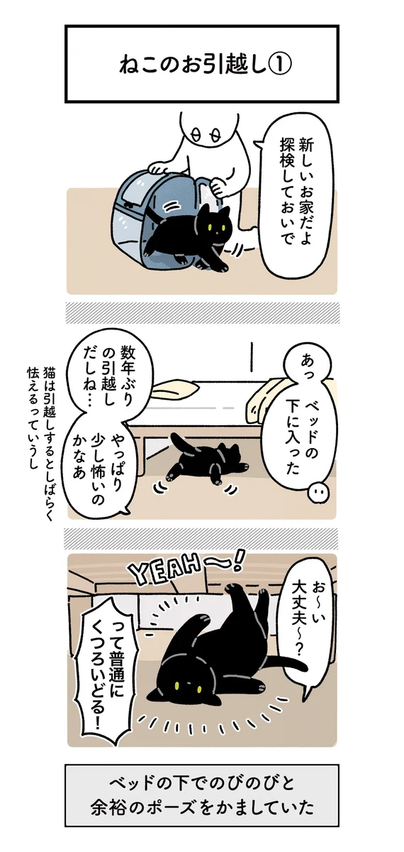 終始可愛さに溢れてる！愛猫と一緒に引越しをしたときのエピソード！