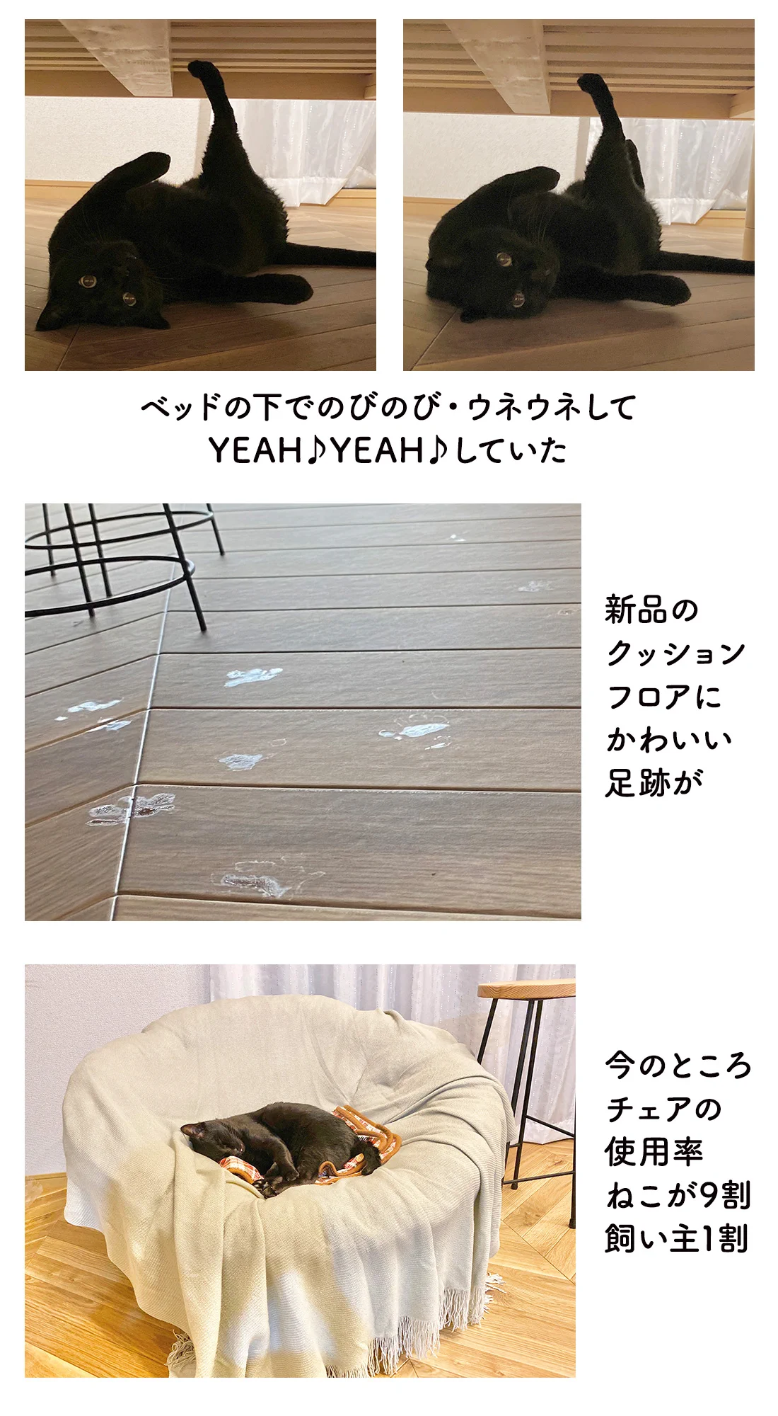 終始可愛さに溢れてる！愛猫と一緒に引越しをしたときのエピソード！
