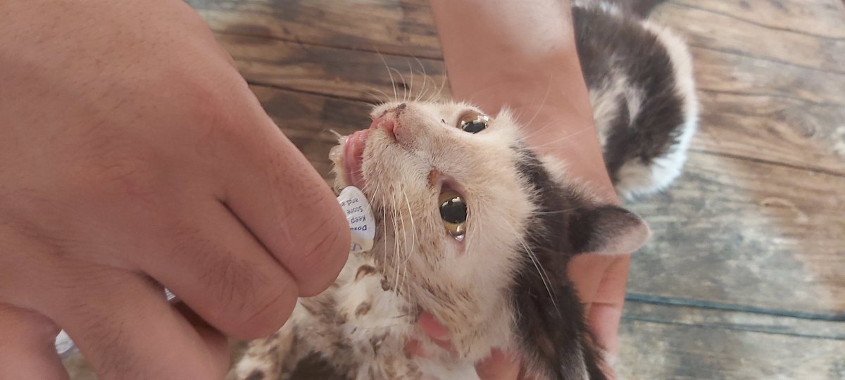 helpcatsmsallam's tweet photo. https://t.co/ydExRJUtnh