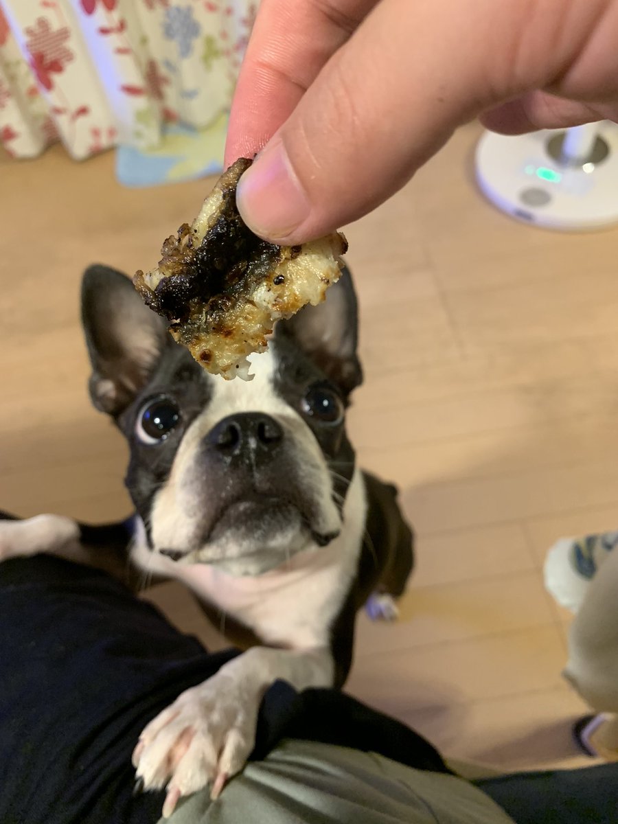 tomozoblog's tweet photo. 土用の丑の日なの���、ウナギ犬でございますよ！贅沢wwあ、でも白焼きで味付け無しですよ。 https://t.co/6WK3MDuFNp
