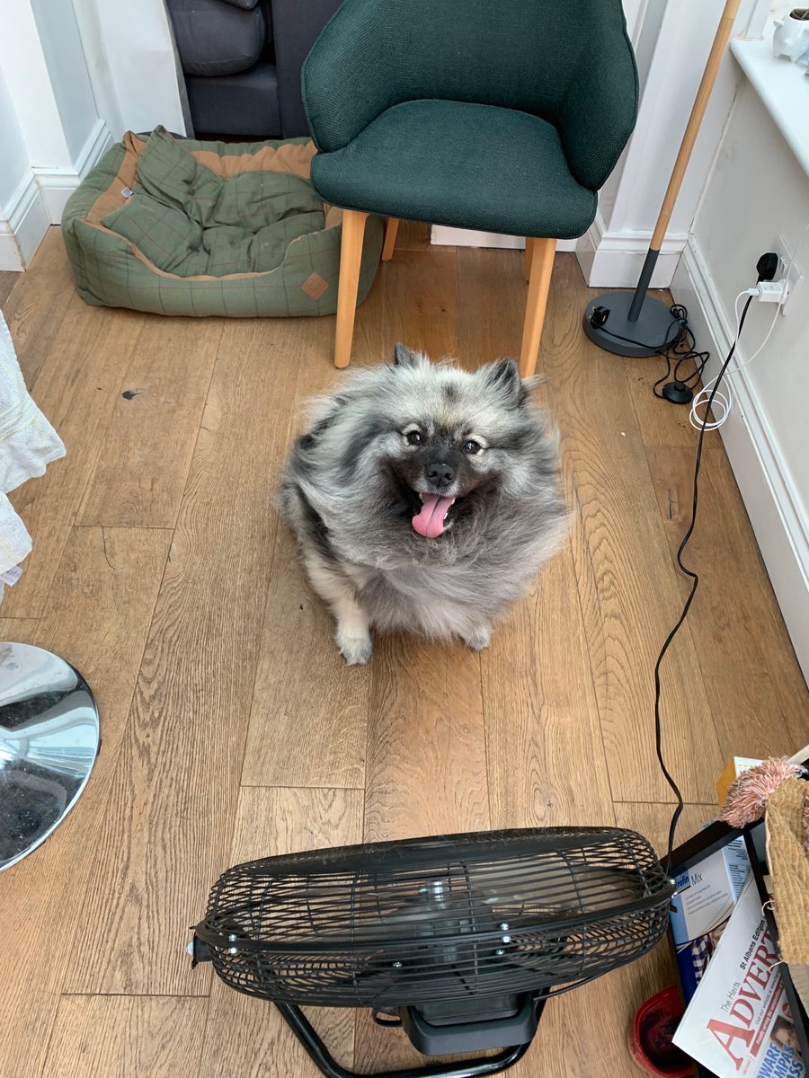 poconnor's tweet photo. Back up to the high 20’s today. Top tips for staying cool from #FluffMuppet and me.
Cornetto for lunch phe - 1.3g per cone.
Or park yourself in front of a fan!
#PKU #LivingWithPKU https://t.co/pYOORwNsh1