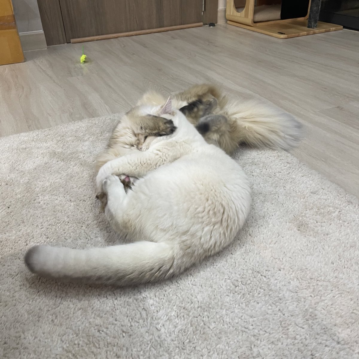 ฟามสามพันลูกเมียน้อยกับเมียหลวงบ้านนี้