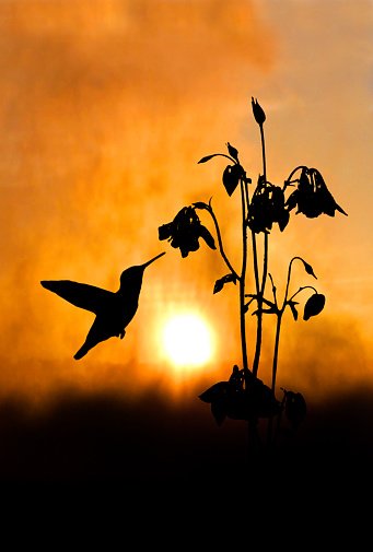 Se escribe el rocío en un verso
Dibujado en una flor
En una perla de amor
Se despierta el universo
Se hace magia lo diverso
D un conmovido paisaje
En un bíblico pasaje
De tu vuelo me perdí
La mañana, Colibrí
Es en tu alma un tatuaje

#DecimasDelAlma 

Lindo día 🌹💓