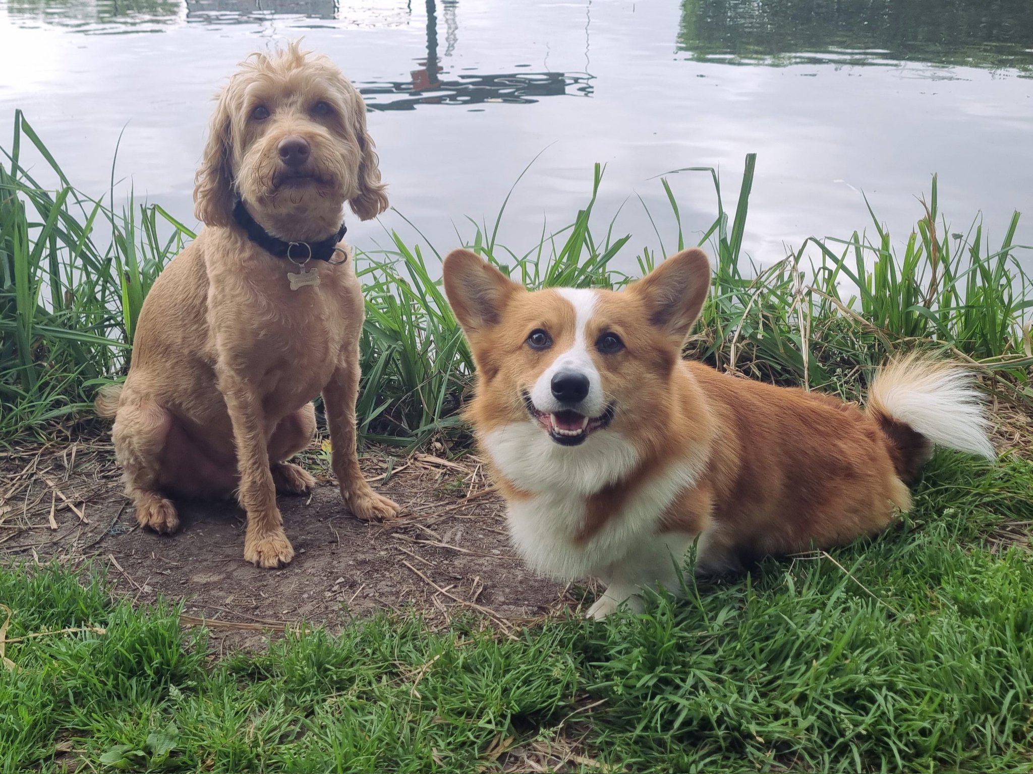 Corgi labradoodle mix 2025