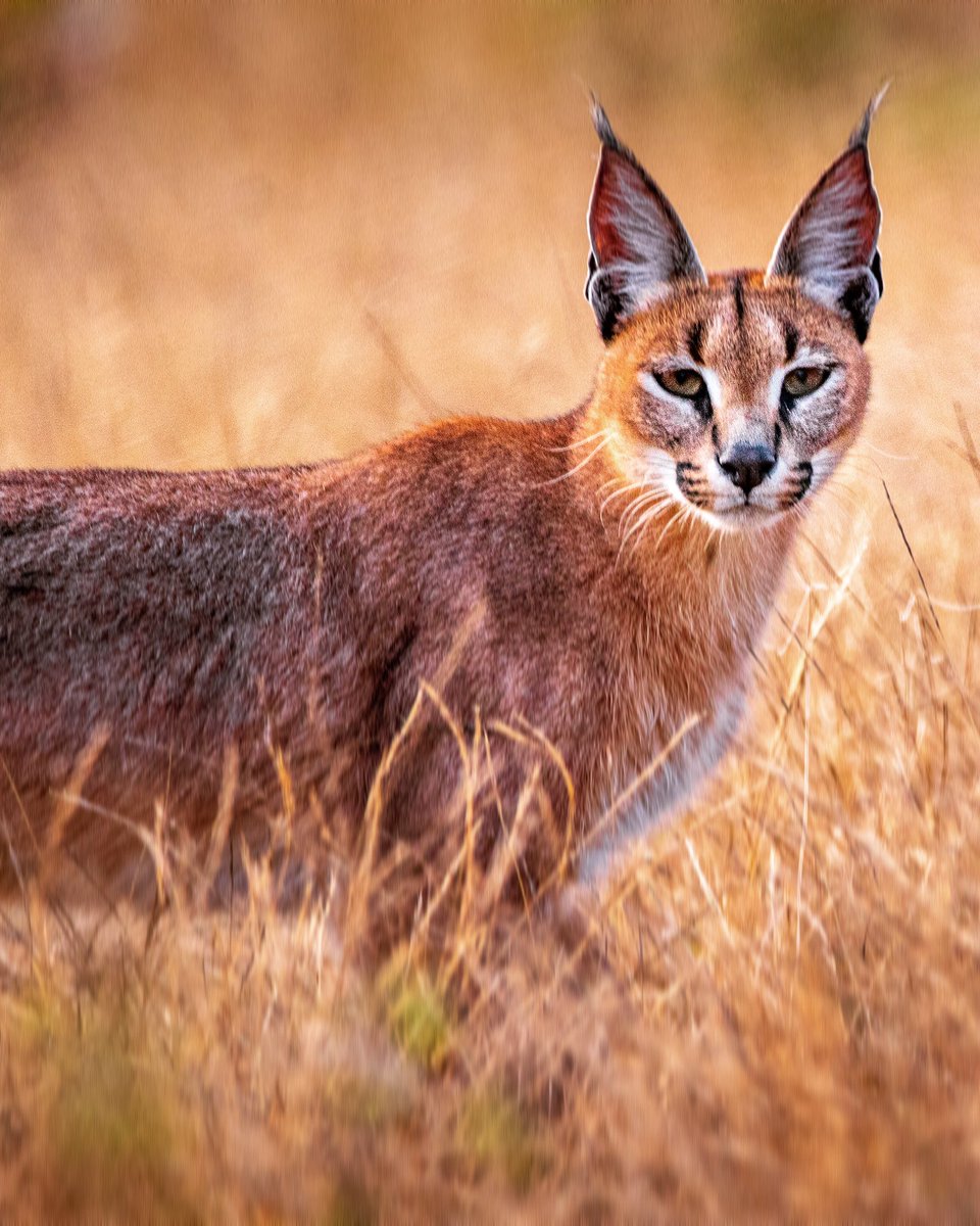The only caracal photo I will ever take. So pleased it came out OK 😅📸: