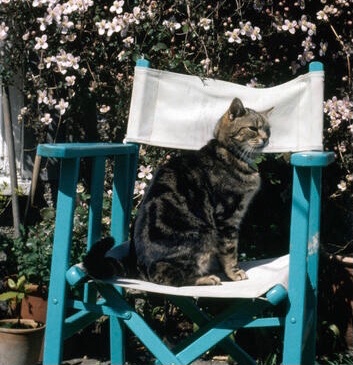 CatFoodBreath's tweet photo. Athletes from both #tours have decided to sit this one out today.  #TourDeCouch #ChairDay https://t.co/rd1xepjaEs