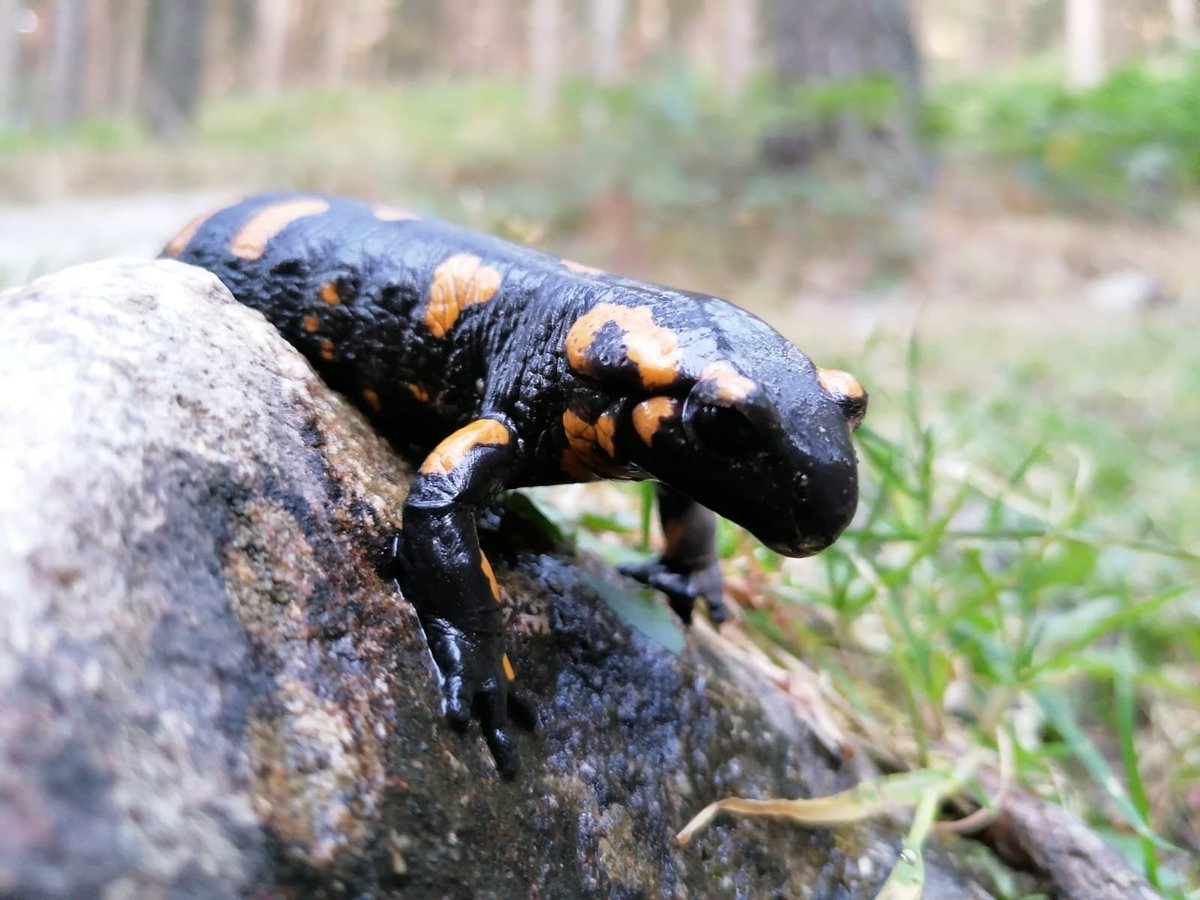 Hay sobre todo algo esencial que, como sociedad, apenas percibimos: si no se salva el plancton de los océanos, no nos salvamos nosotros. Si no se salvan los insectos, no nos salvamos nosotros. Si no se salvan las ranas y las salamandras, no nos salvamos nosotros.