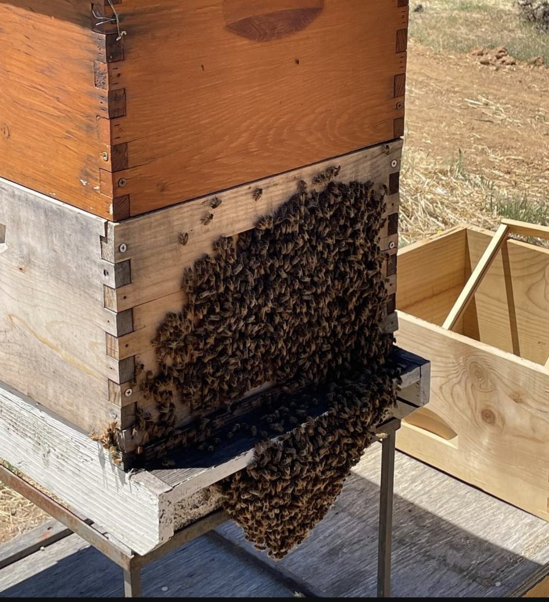 zsbeefacts's tweet photo. On hot and humid days, honey bees will gather outside their home to form a cluster or "beard" as a way to cool down the hive https://t.co/eTNaYjBesd