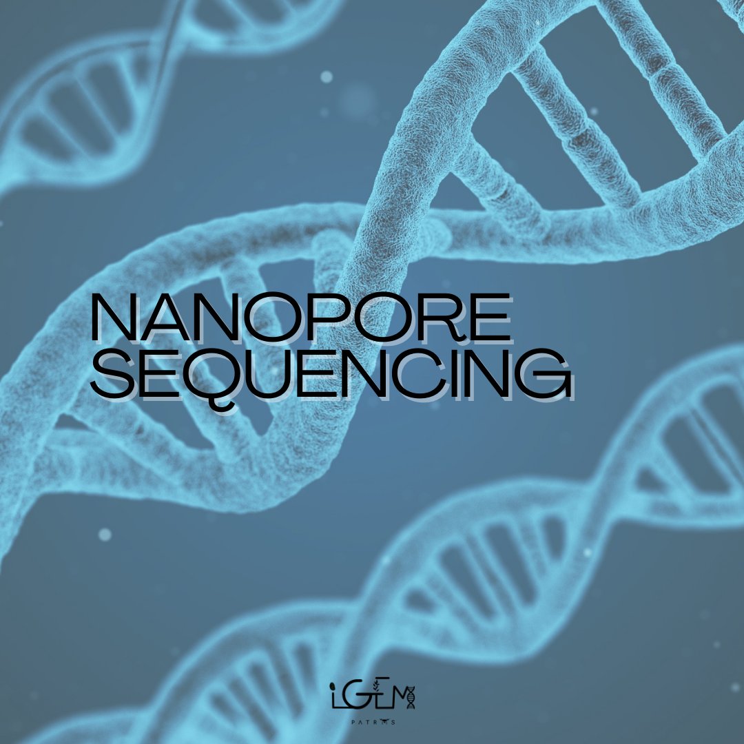 igem_patras's tweet photo. What is #nanopore sequencing?

Nanopore sequencing is a unique, scalable technology that enables direct, real-time analysis of DNA or RNA molecules.🧬

If you want to learn more about third-generation sequencing technology check out the post below!

#igempatras2022 #nanopore https://t.co/S6q0qHTIE4