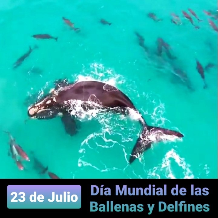 En 1986 se proclamó este día como el Día Mundial de las Ballenas y los Delfines, con el propósito de frenar la caza indiscriminada y tortuosa de estos hermosos animales en peligro de extinción.

Tomemos conciencia y fomentemos su protección!
 #DiaMundialdelasBallenasylosDelfines