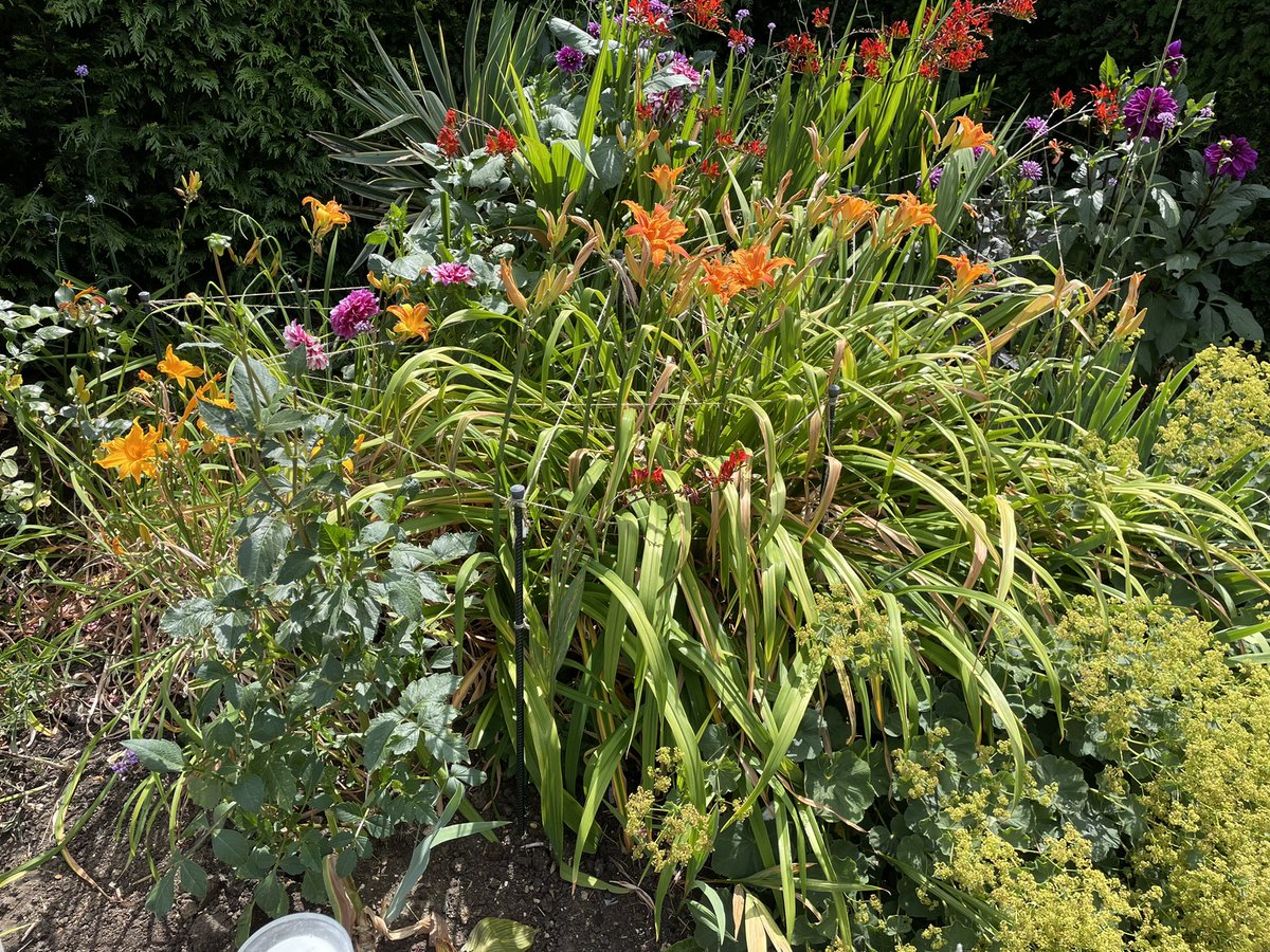 I know I’m late to the party this week… they’re still gorgeous on a Saturday #pelargonium #agapanthus  #hemerocalus #dahlia #FlowersOnFriday