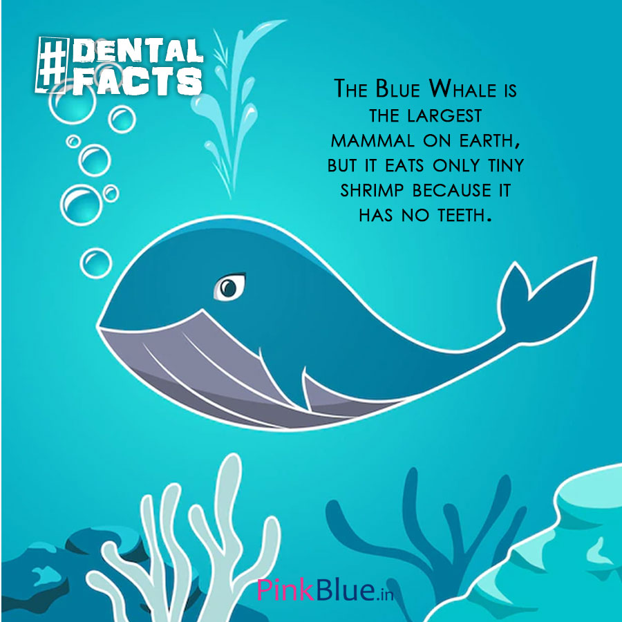 PinkBlue.In tweet media