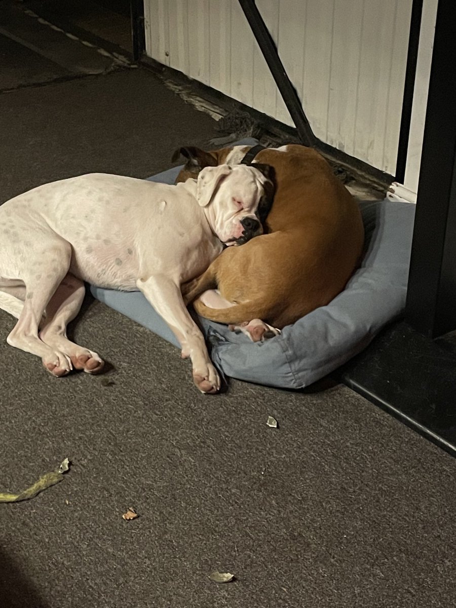 mully1968's tweet image. Night night 😂