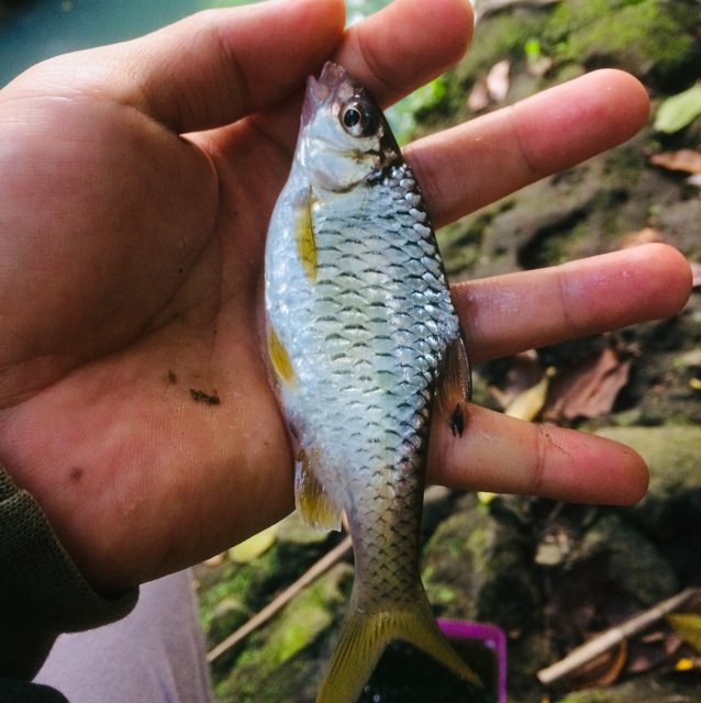 chankcut's tweet photo. #mancing #wader https://t.co/isqGIhWtc0
