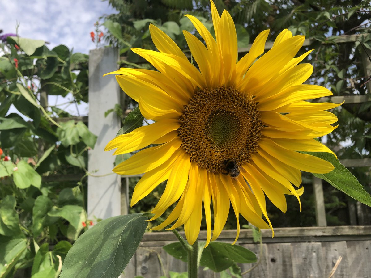Jfpol's tweet photo. Your welcome Bee! #sunflowers #Gardenersworld https://t.co/hI69Eo3a1u
