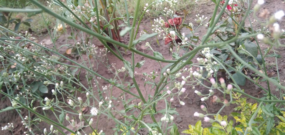 Satya pal student of Law (@satya08631805) on Twitter photo 